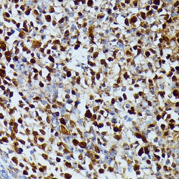 DUT Antibody