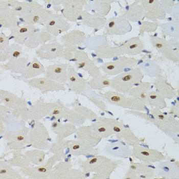 DDB1 Antibody