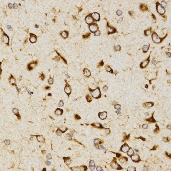 LAMP3 Antibody