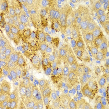 LAMP3 Antibody