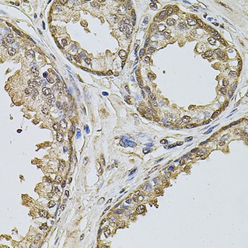 CCNA2 Antibody