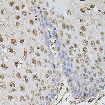 CCNA2 Antibody