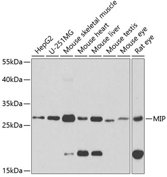 MIP Antibody