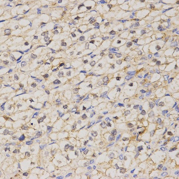 GJC2 Antibody