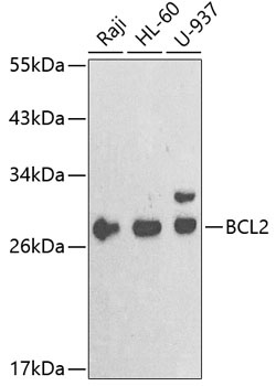 Bcl2 Antibody