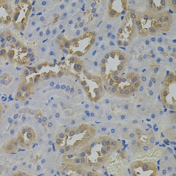 ARF1 Antibody