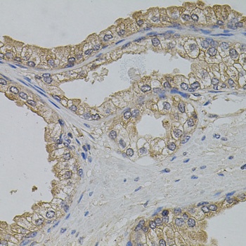 ARF1 Antibody