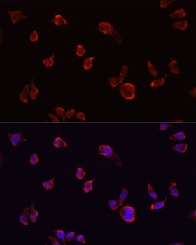 ARF1 Antibody