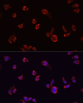 ARF1 Antibody