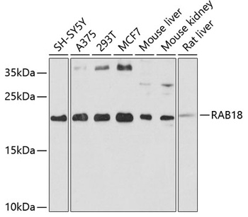 RAB18 Antibody