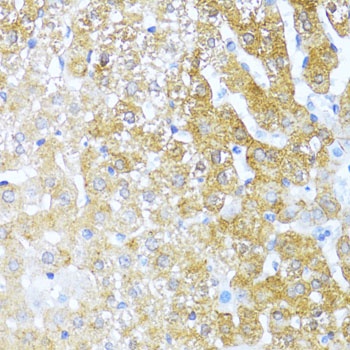 SERPINA3 Antibody