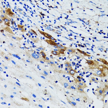 USO1 Antibody