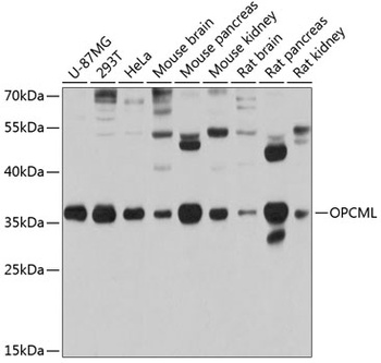 OPCML Antibody