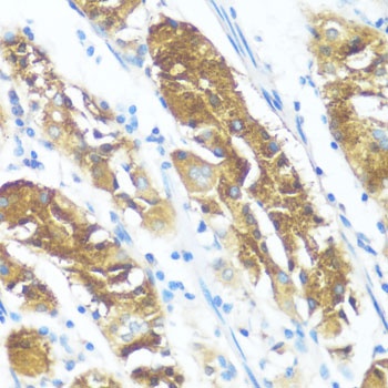 NME3 Antibody