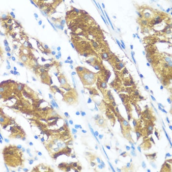 NME3 Antibody