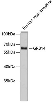 GRB14 Antibody