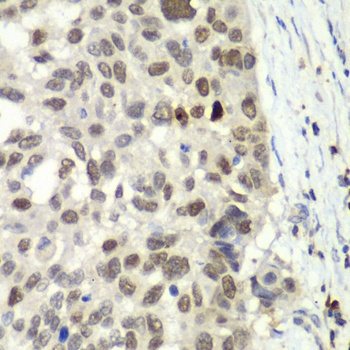 E2F6 Antibody