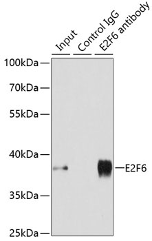 E2F6 Antibody