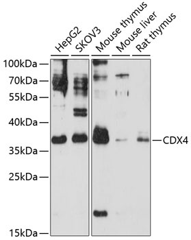 CDX4 Antibody