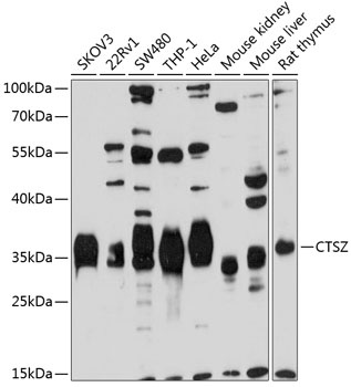 CTSZ Antibody