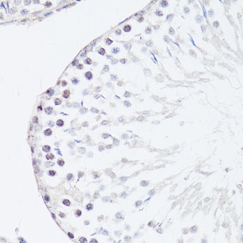 FGF12 Antibody