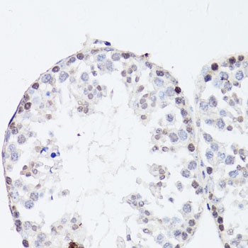 FGF12 Antibody