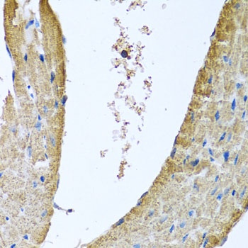 COX5B Antibody