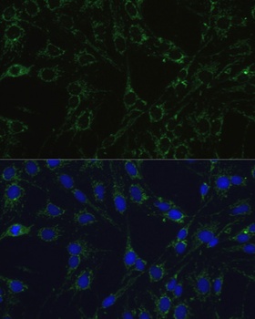 COX5B Antibody