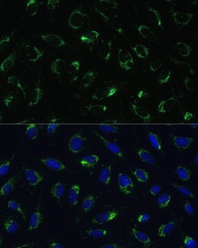 COX5B Antibody