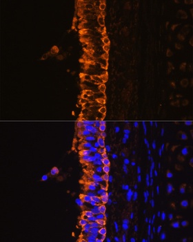 COX5B Antibody