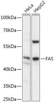 FAS Antibody