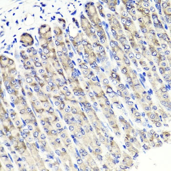 MAPKBP1 Antibody