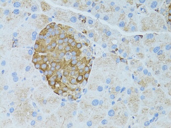 Occludin Antibody