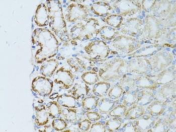 Occludin Antibody