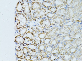 OCLN Antibody