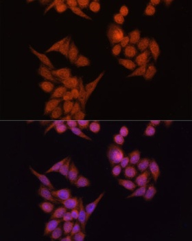 Occludin Antibody