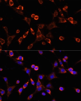Occludin Antibody