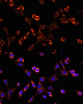 OCLN Antibody