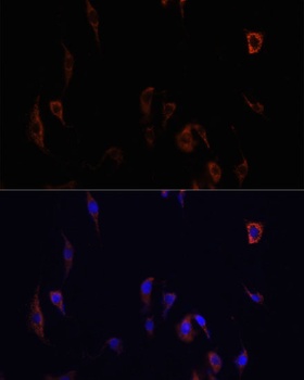 Occludin Antibody