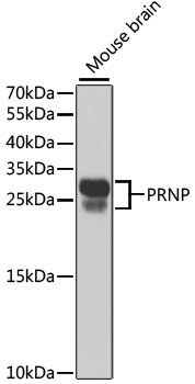 PRNP Antibody