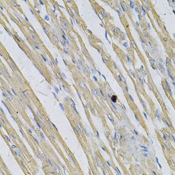PRNP Antibody