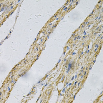 PRNP Antibody