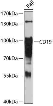 CD19 Antibody