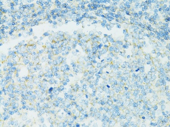 CD19 Antibody