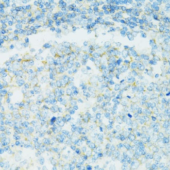 CD19 Antibody