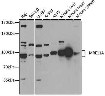 MRE11A Antibody