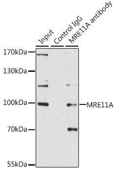MRE11A Antibody