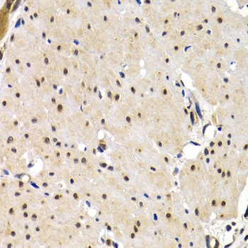 IRF2 Antibody