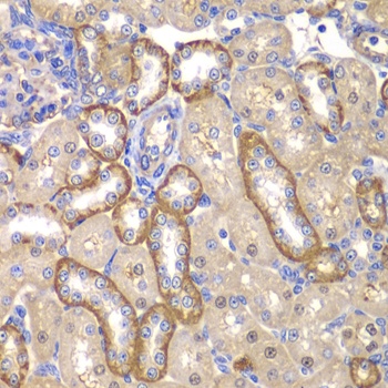 MT1-MMP Antibody