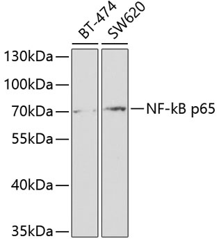 RELA Antibody
